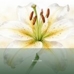 Psalm 134 — Shir Hama'alot | Text, Meaning and Reflection